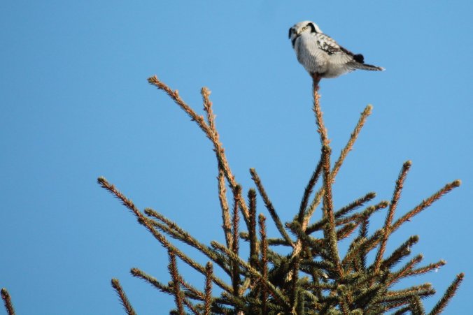 28516812_10215791529850614_2907905410941333393_o